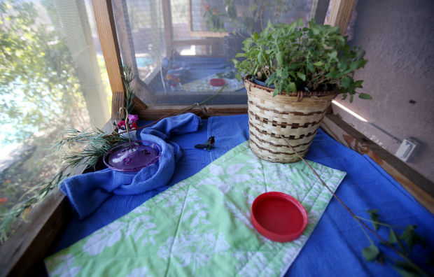 Wildlife rehabbers saving tiny lives