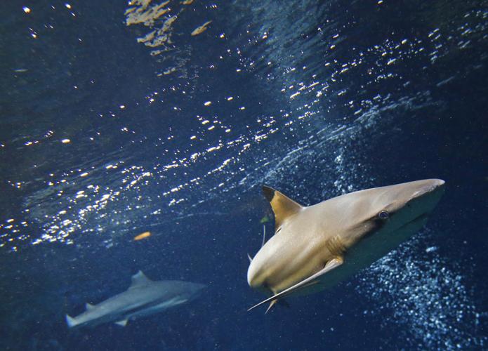Blacktip reef sharks