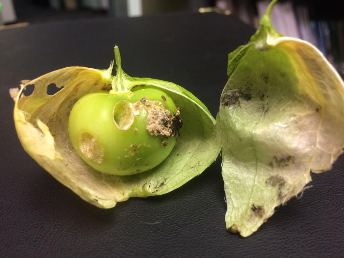 What happens when your tomatillos are full of holes