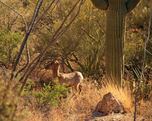 Bighorn sheep on Pontatoc Ridge Trail