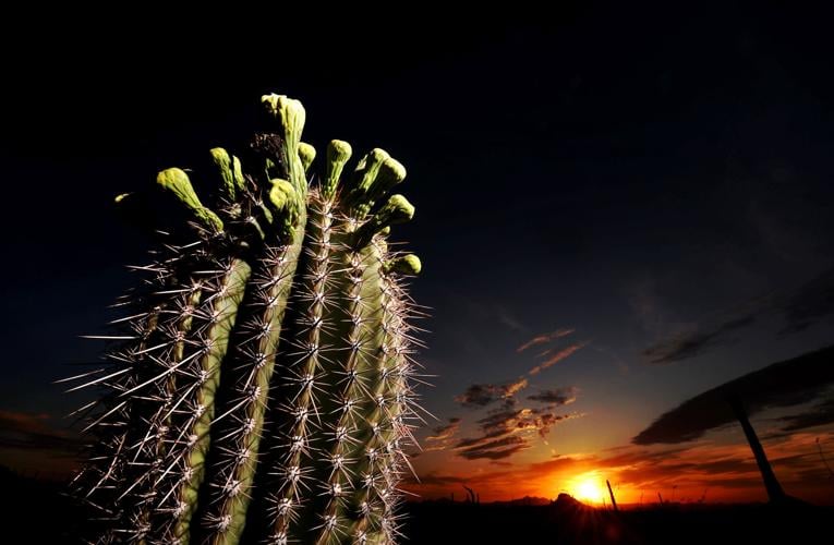 Saguaro sunset