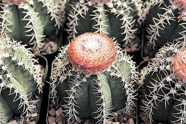 Tohono's fall plant sale