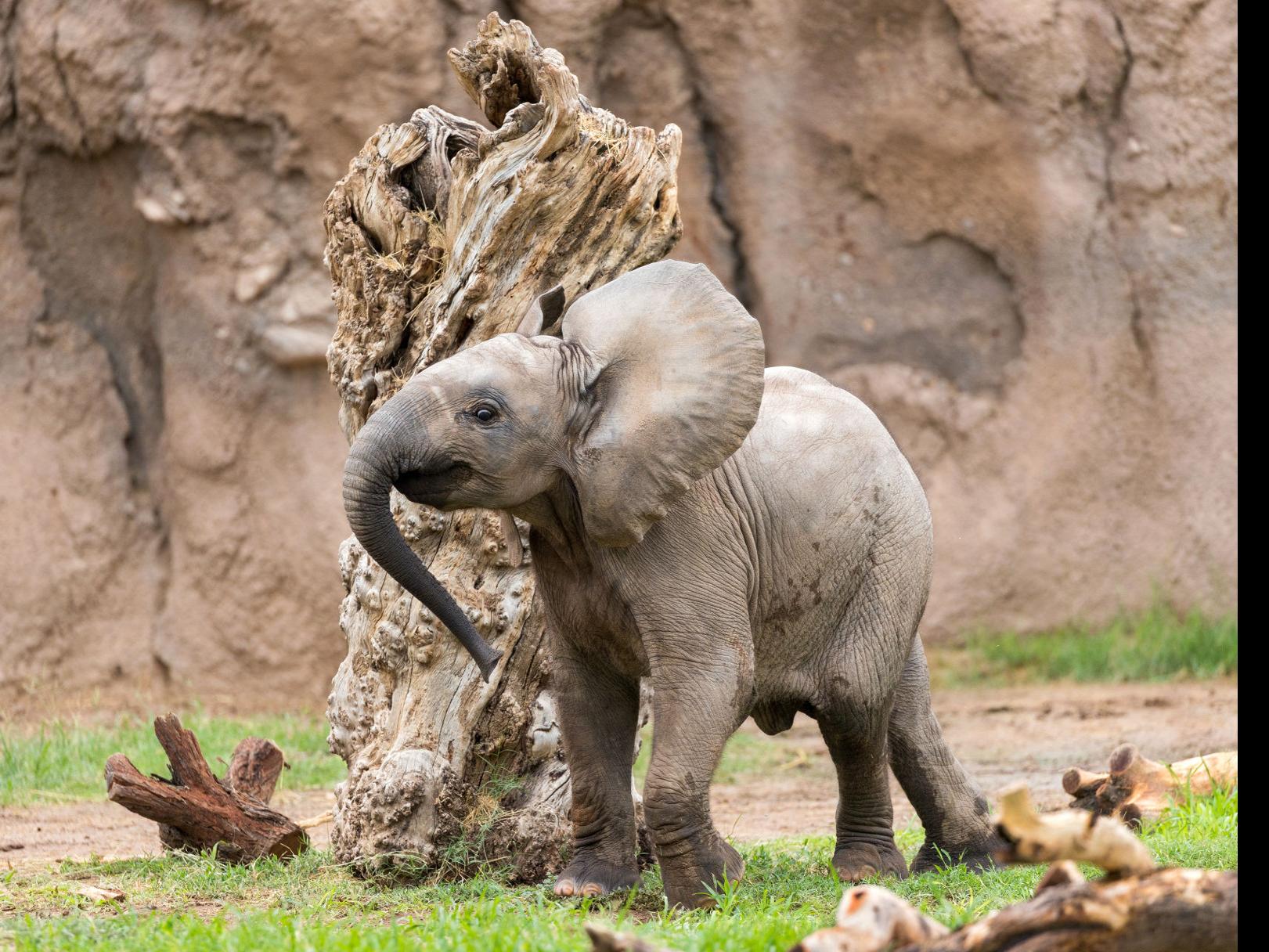 Tucson S Baby Elephant Getting More Brave Playing With Big Sister Nandi Caliente Tucson Com