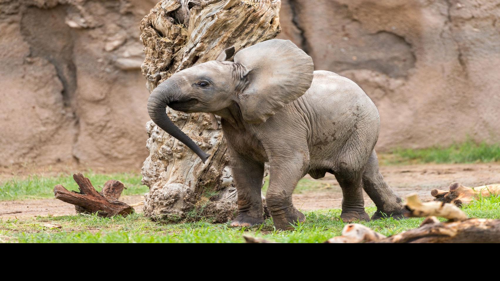 Tucson S Baby Elephant Getting More Brave Playing With Big Sister Nandi Caliente Tucson Com