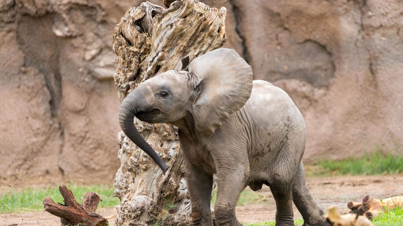 Tucson S Baby Elephant Getting More Brave Playing With Big Sister Nandi Caliente Tucson Com Tucson S Baby Elephant Getting More Brave Playing With Big Sister Nandi Caliente Tucson Com