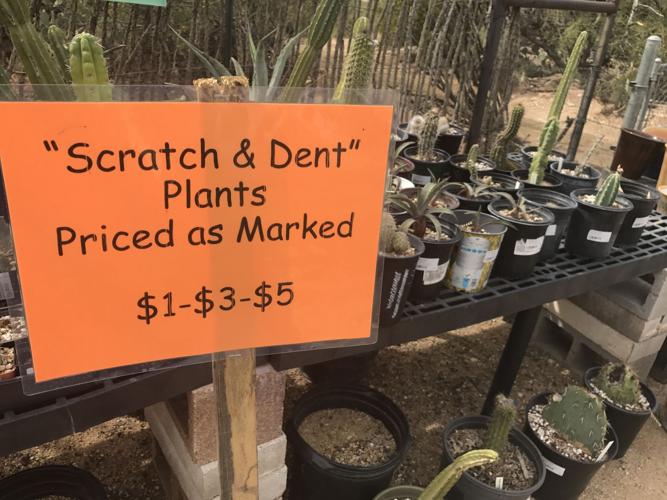 Tohono Chul spring plant sale