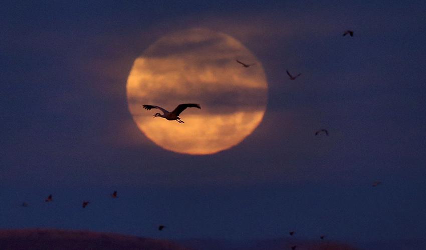 2017 Wings Over Willcox