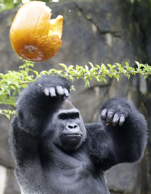 Animal shots of the week