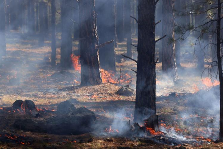 How prescribed burns protect forests in northern Arizona