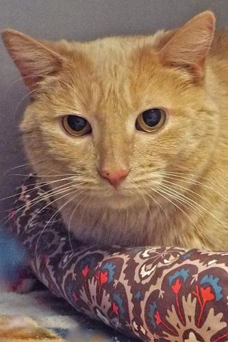 Adopt A Friend: Coors