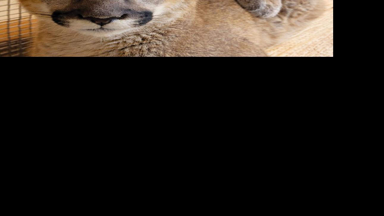 Rescued mountain lion cubs settle into new home at Tucson’s Desert Museum