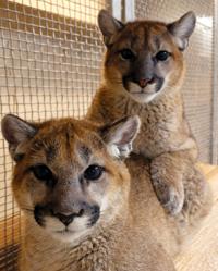 Rescued mountain lion cubs settle into new home at Tucson’s Desert Museum