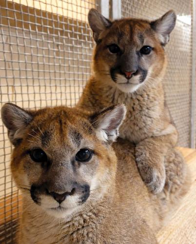 Rescued mountain lion cubs settle into new home at Tucson’s Desert Museum