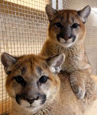 These rescued mountain lion cubs now call Tucson’s Desert Museum home