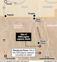 AZ wanted a jaguar collared despite 2 deaths in Sonora  