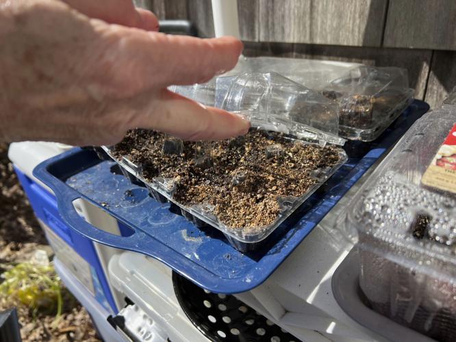 Gardening Winter Sowing