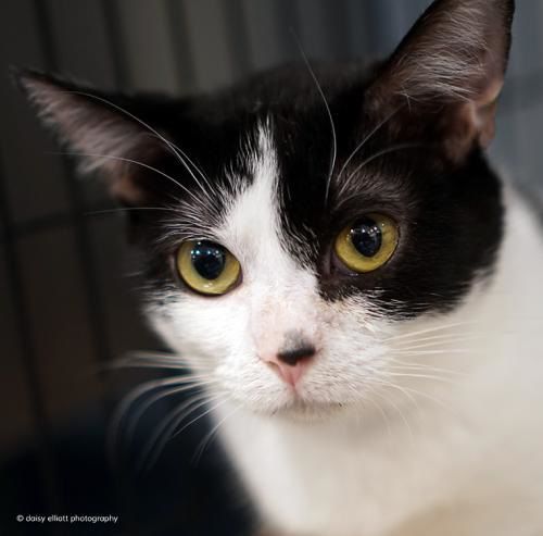 Adopt a friend: Novia