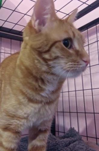 Adopt a friend: Marmalade