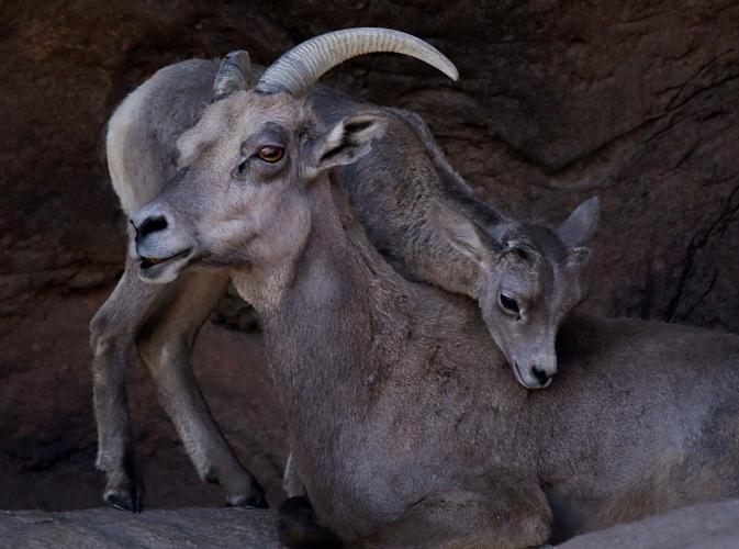 Baby bighorn lamb at the Desert Museum