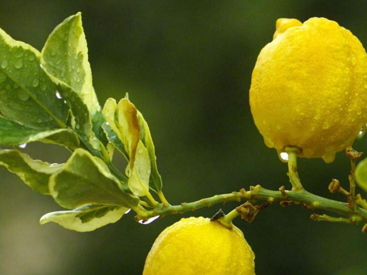 Download Thrips Cause Lemon Tree Leaves To Curl Tucson Com Free Wallpaper Thrips Cause Lemon Tree Leaves To Curl Tucson Com For iPhone