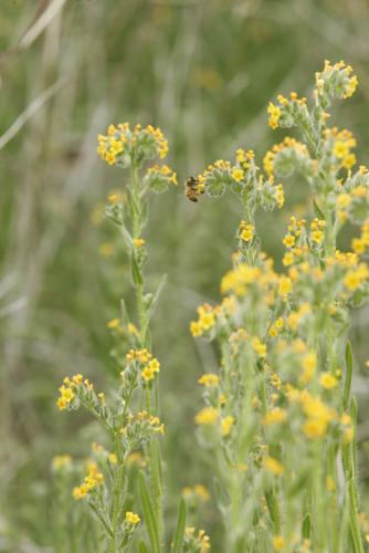 Southwest wildflowers