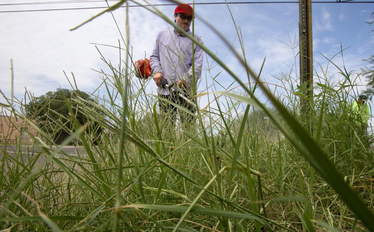 Photos Weeds are a plenty in Tucson Local news