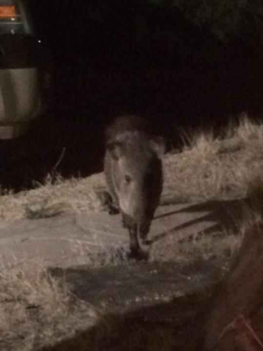 Tucson Wildlife Center gives tips to prevent baby javelinas from