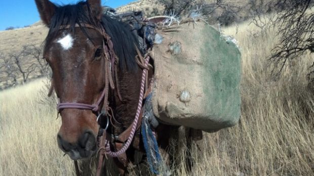 Horse patrol agents