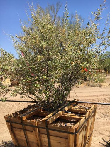 Wallace Desert Gardens