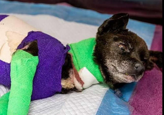Lovely, a small dog set on fire in Tucson arson case, dies