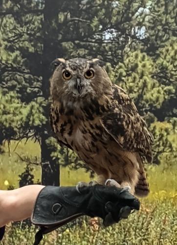 Owl1.jpg