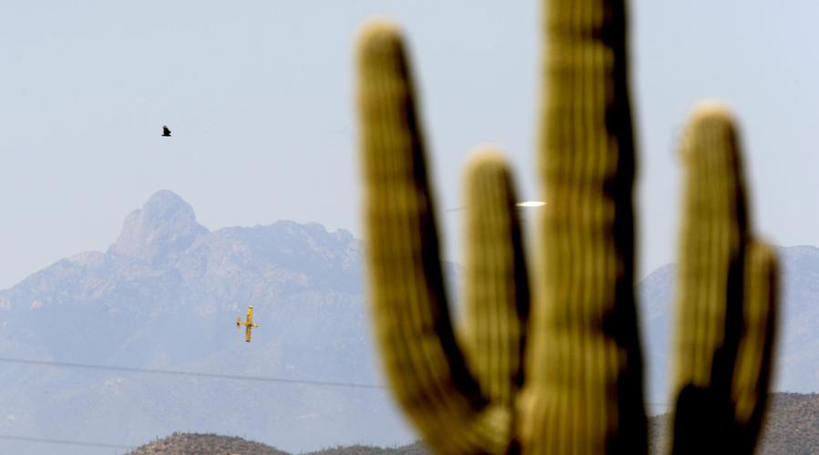 Saguaro smog