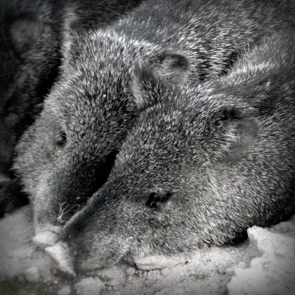 Tucson Wildlife Center gives tips to prevent baby javelinas from
