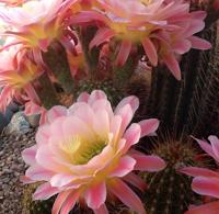 Trichocereus cactus in full bloom