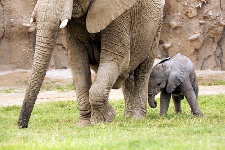 Baby elephant debut