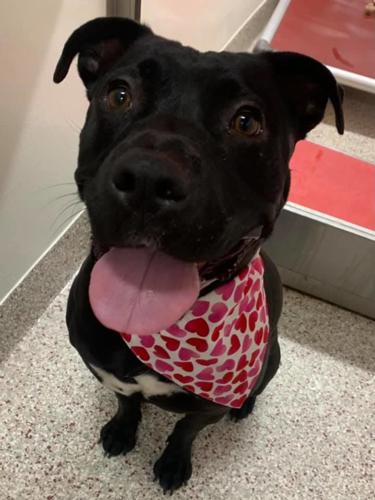 Adopt a friend: Midnight