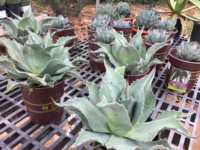 Tohono Chul plant sale