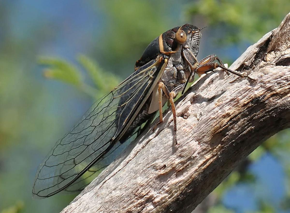 Apache cicada