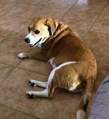 Adopt a friend: Duke