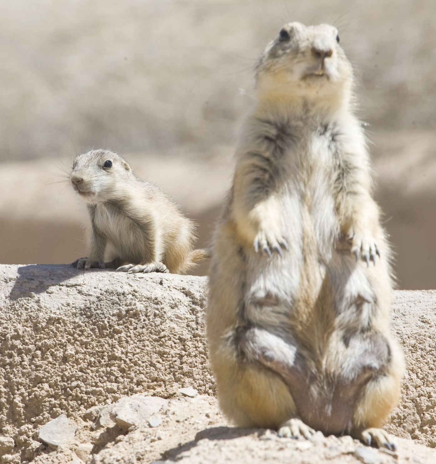 are there prairie dogs in arizona