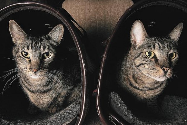 Training your cats?  
