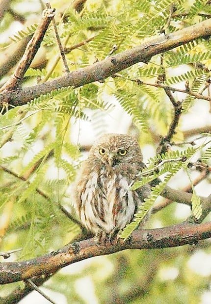 U.S. eyes relisting owl as in danger  