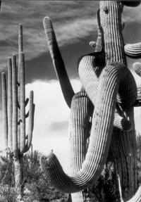 Saguaro National Park