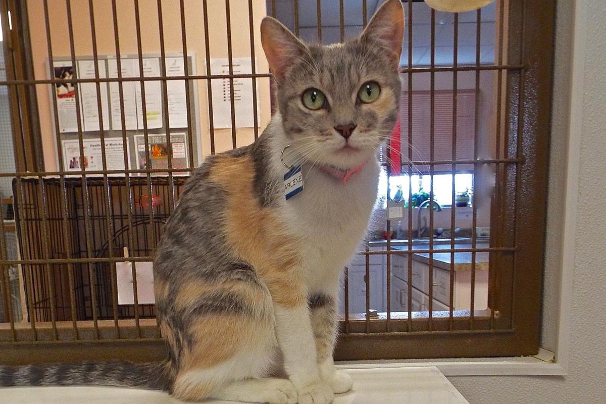 Adopt A Friend for week of April 17, 2017