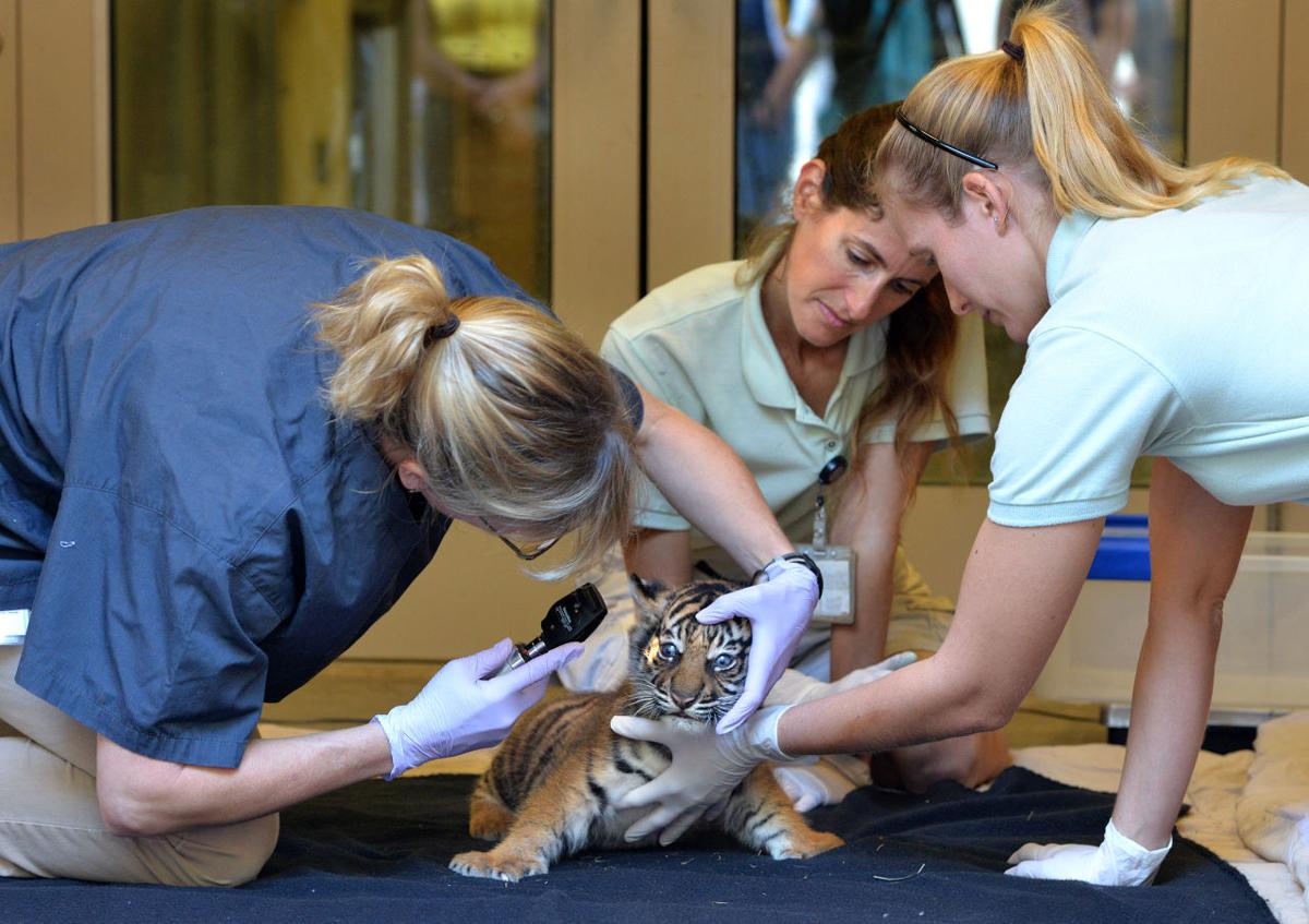 Baby zoo animals
