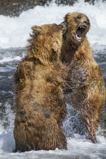 'Bears'