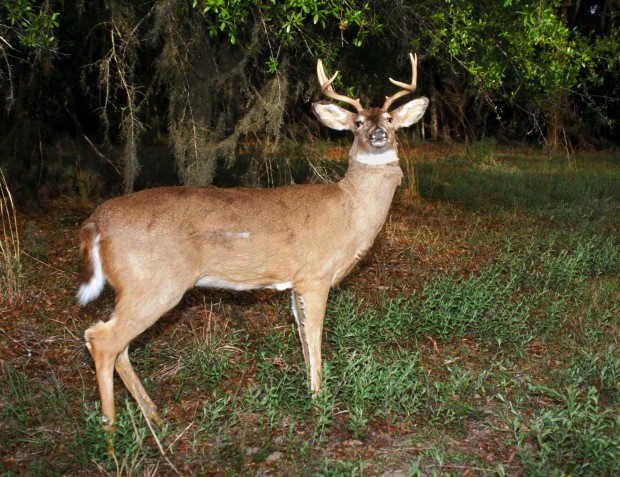 States turn to robot deer to prevent illegal hunting   