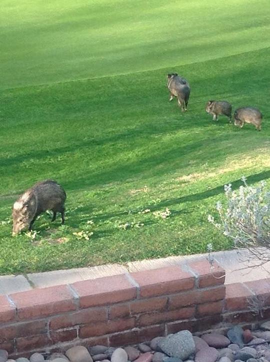 Tucson Wildlife Center gives tips to prevent baby javelinas from