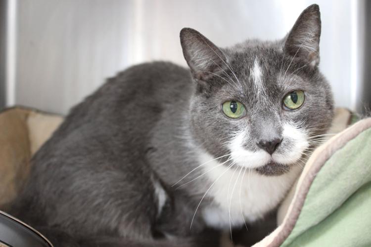 Adopt A Friend: Shaggy