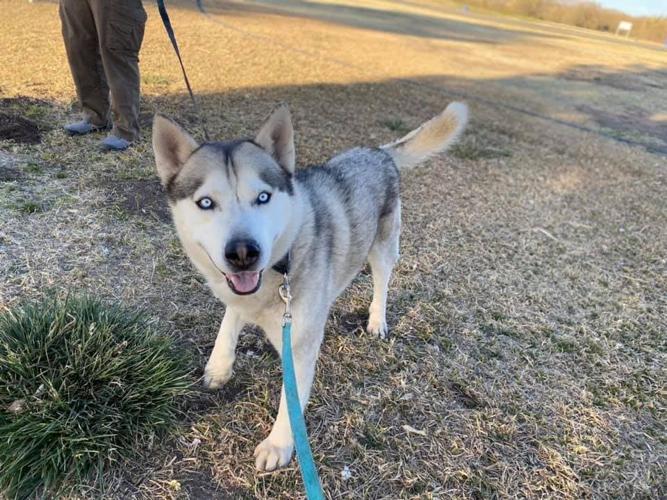 Adopt a friend: Ghost